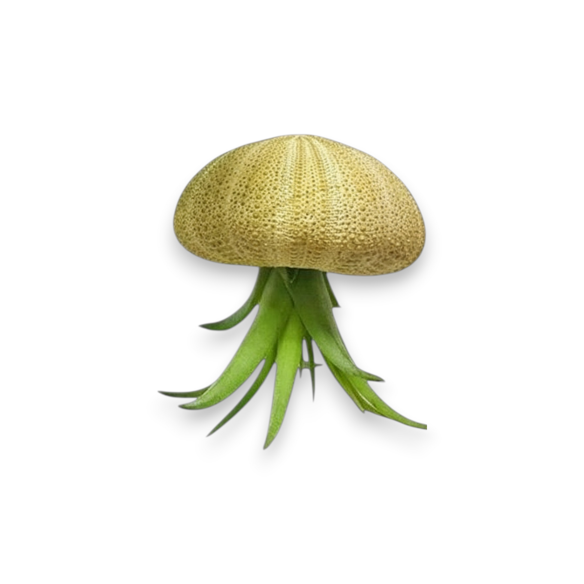 Mellow Monkey hanging natural sea urchin shell with a vibrant green Tillandsia air plant for coastal home decor.