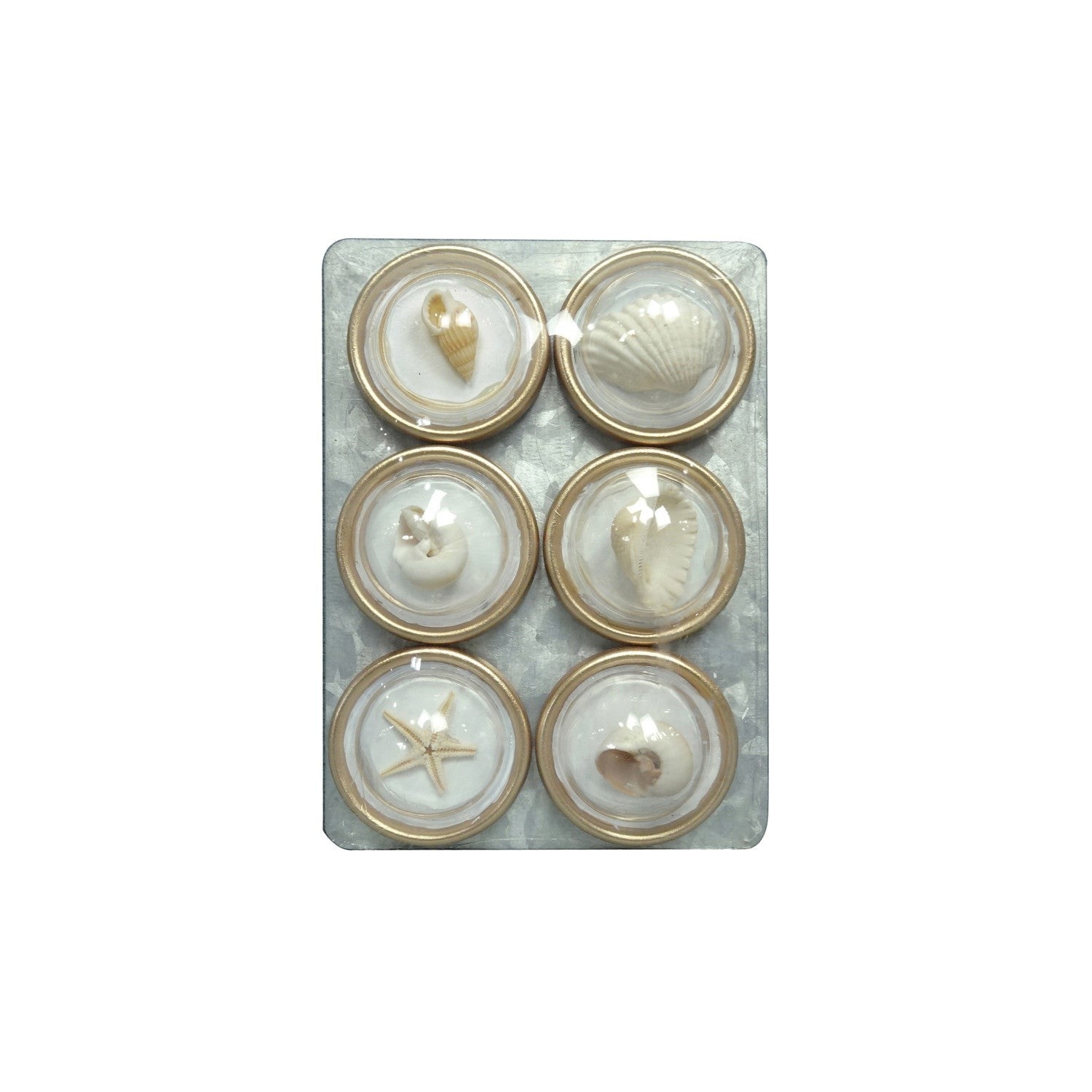 Mellow Monkey set of 6 resin seashell magnets, featuring various real shells under a clear dome with gold trim.