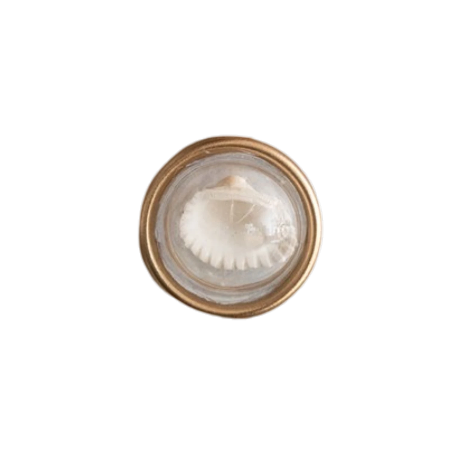 Mellow Monkey set of 6 resin seashell magnets, each featuring a unique real shell encased in clear resin with a gold-tone rim.