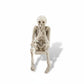 Mellow Monkey resin skeleton shelf sitter in a speak no evil pose with a weathered bone finish