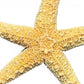 Mellow Monkey natural beige starfish, 2-2.5 inches, bleached and dried for crafts and decor.