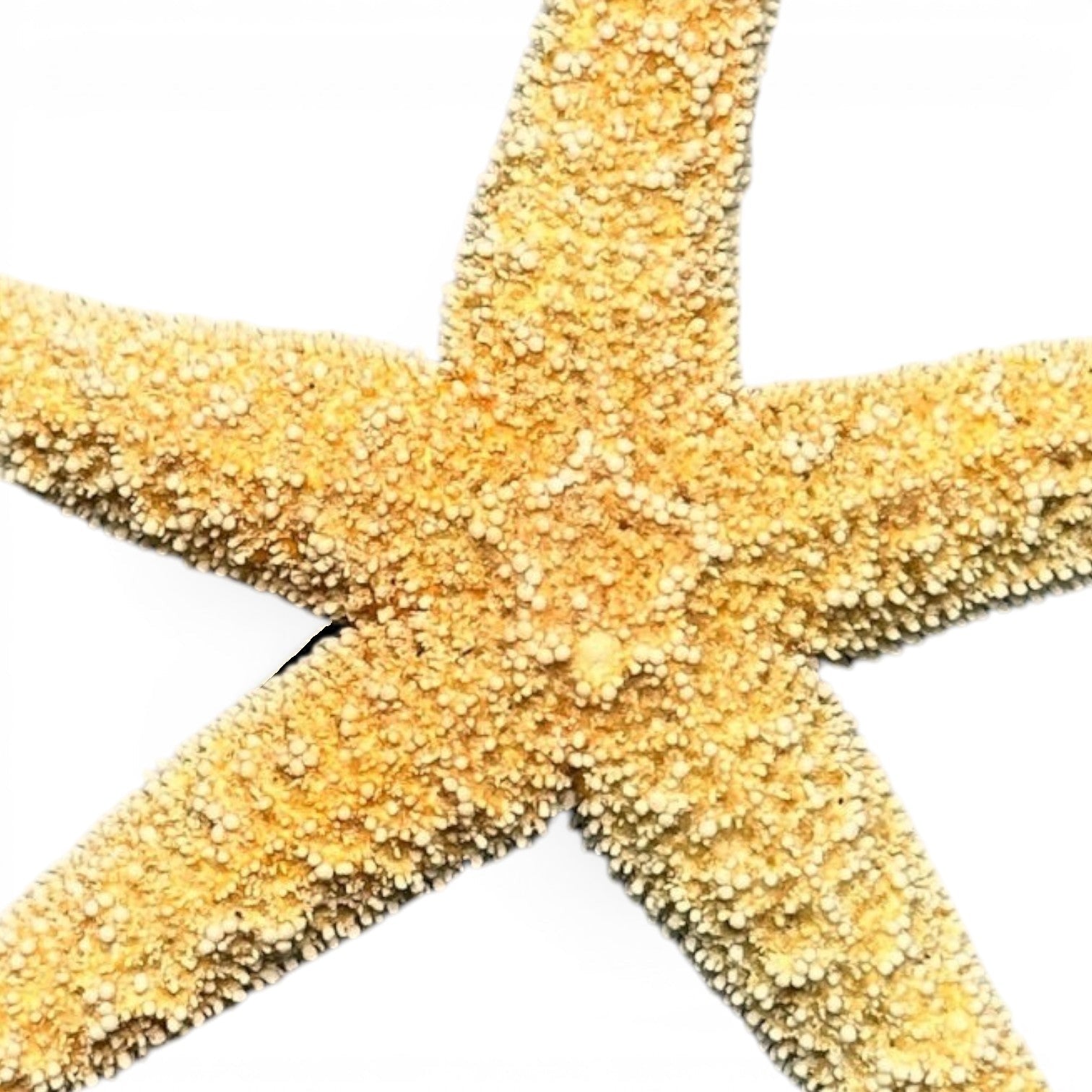 Mellow Monkey natural beige starfish, 2-2.5 inches, bleached and dried for crafts and decor.