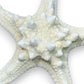Mellow Monkey bleached mud starfish, 2-5 inches, with raised bumps and textured surface, perfect for coastal decor.