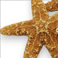 Mellow Monkey natural brown sugar starfish, 2-in to 3-in, displayed on a white background.