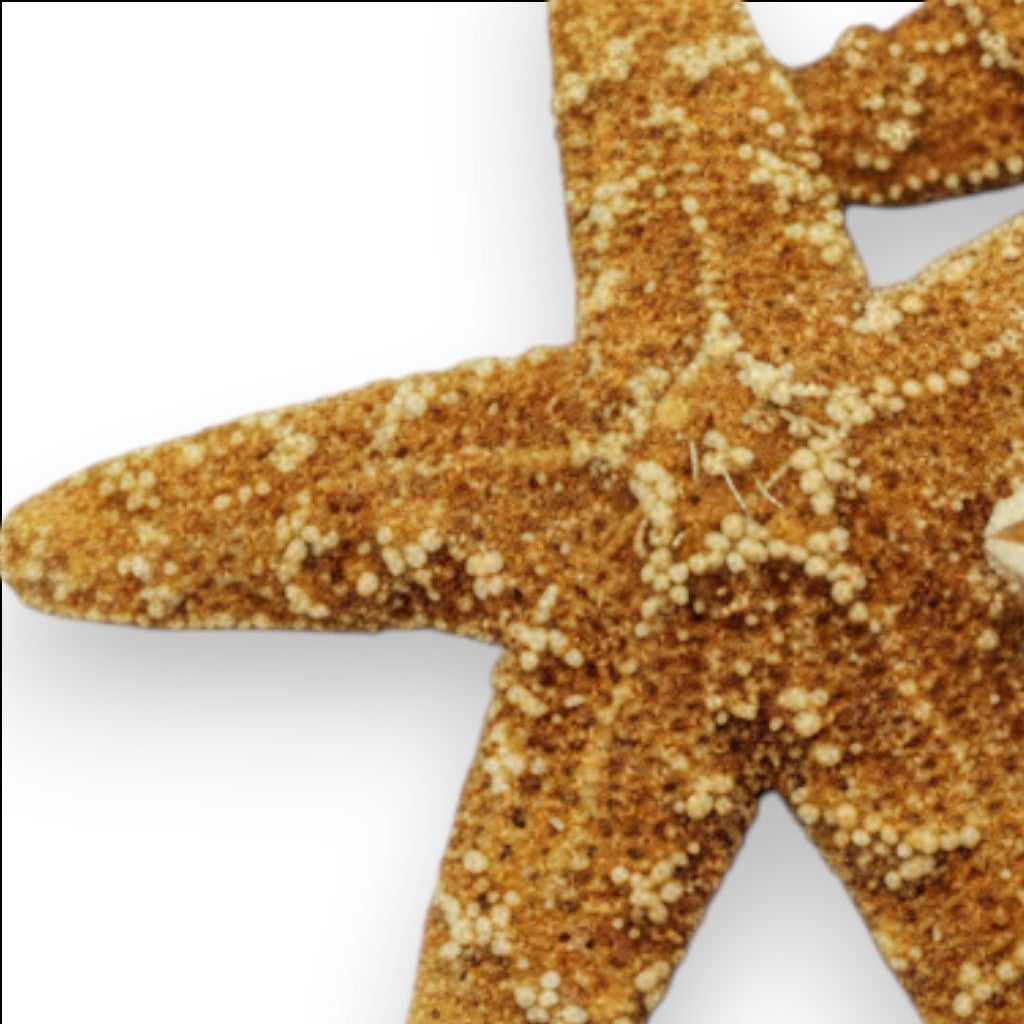 Mellow Monkey natural brown sugar starfish, 2-in to 3-in, displayed on a white background.