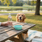 Mellow Monkey teal collapsible silicone pet bowl with carabiner on a picnic table with a Golden Retriever.
