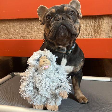 Mini Yeti with Squeaker Dog Pet Dog Toy - Mellow Monkey