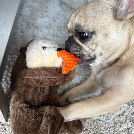 Rope Body Otter Dog Toy - 13" - Mellow Monkey