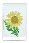 Wildflowers Pressed Floral Keepsake in Gift Box - Mellow Monkey