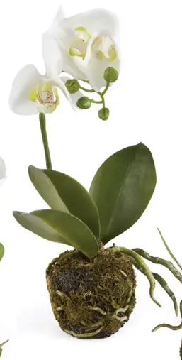 Faux Phalaenopsis Orchid Drop-in - Mellow Monkey