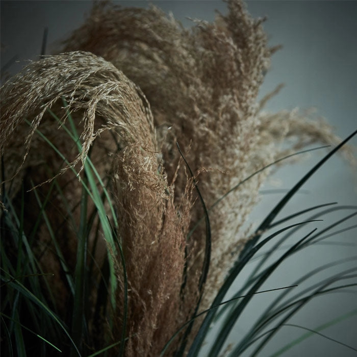 Abigail Ahern Wild Pampas Grass Stem - Dried Floral Stem - 33-1/2-in - Mellow Monkey