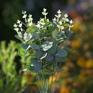 Floral Tip Eucalyptus Stem w/ 4 Branches - Green - 18-in - Mellow Monkey