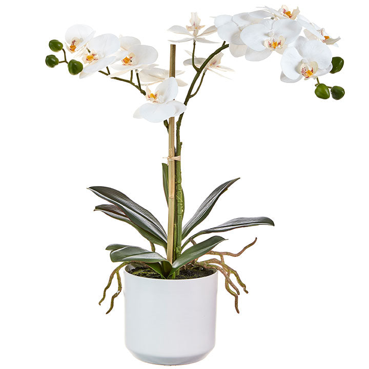 Real Touch Potted Orchid - 18-1/4-in - Mellow Monkey