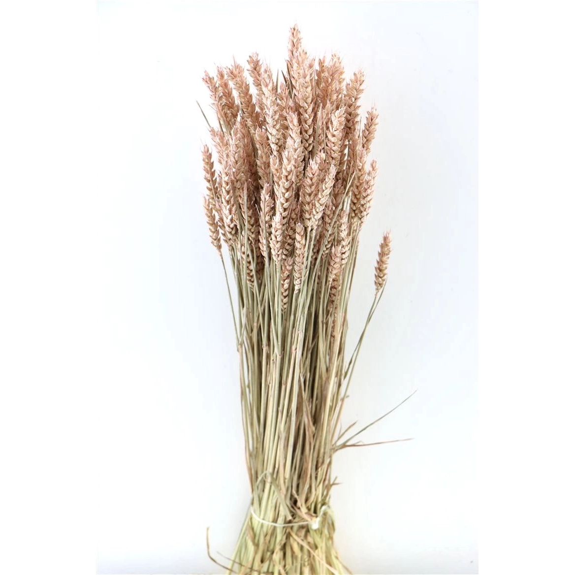 Dried flowers - Triticum Wheat - 60-cm - Mellow Monkey