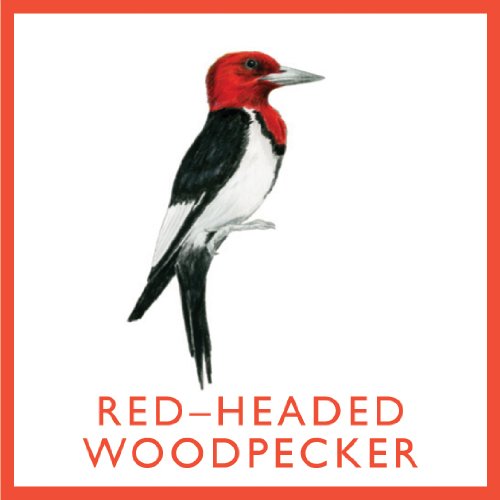 Bird Bingo - Illustrated Bingo Game - Mellow Monkey