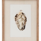 Framed Oyster Print Wall Decor - 15-3/4-in - Mellow Monkey