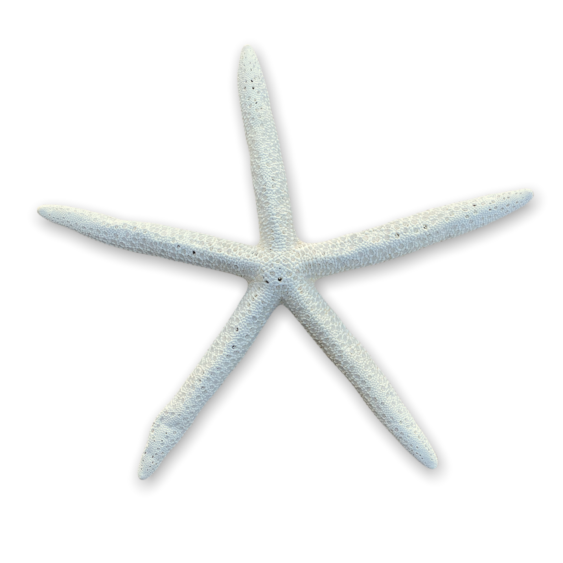 Genuine Finger Starfish - XXL - 9-10-in - Mellow Monkey