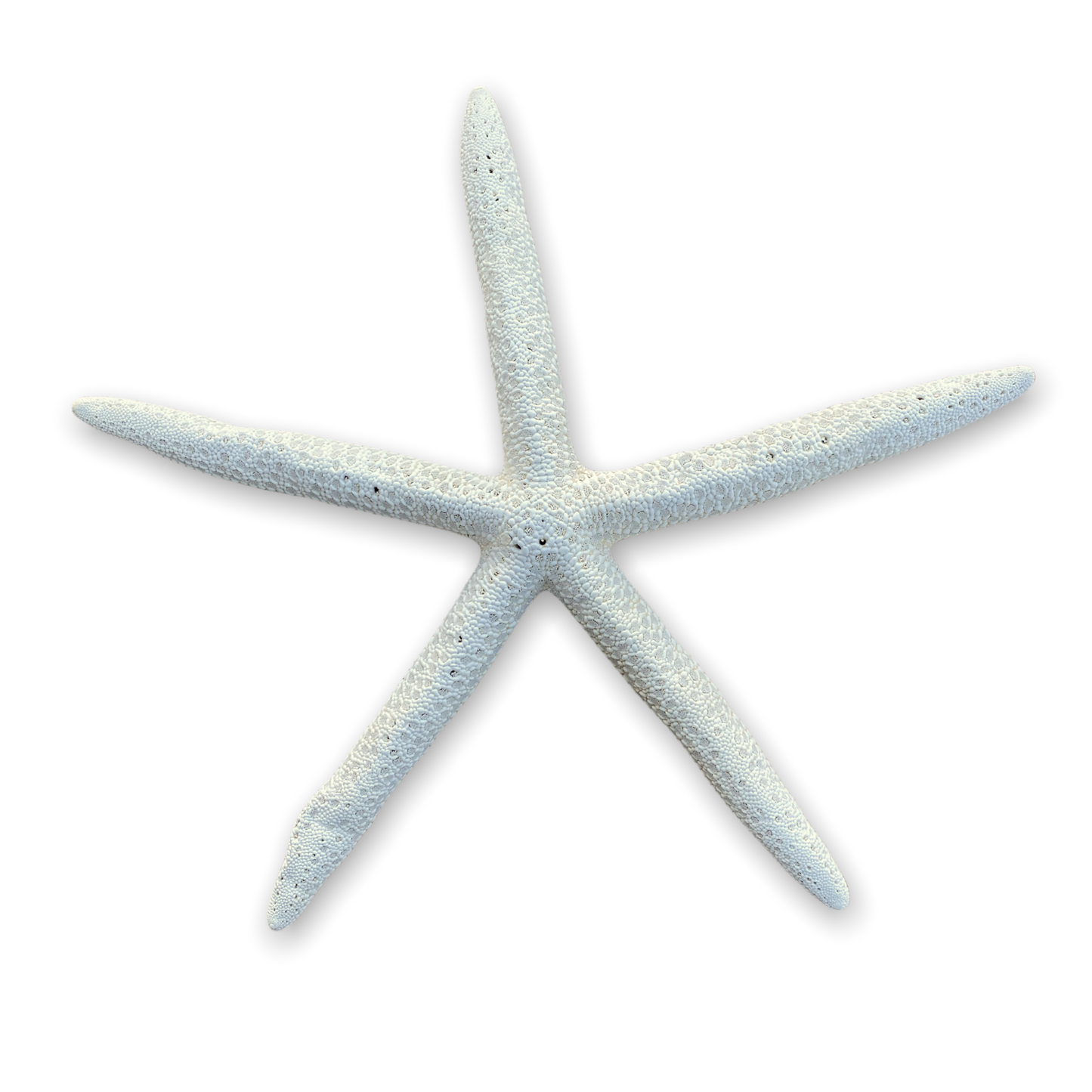 Genuine Finger Starfish - XXXL - 10-12-in - Mellow Monkey