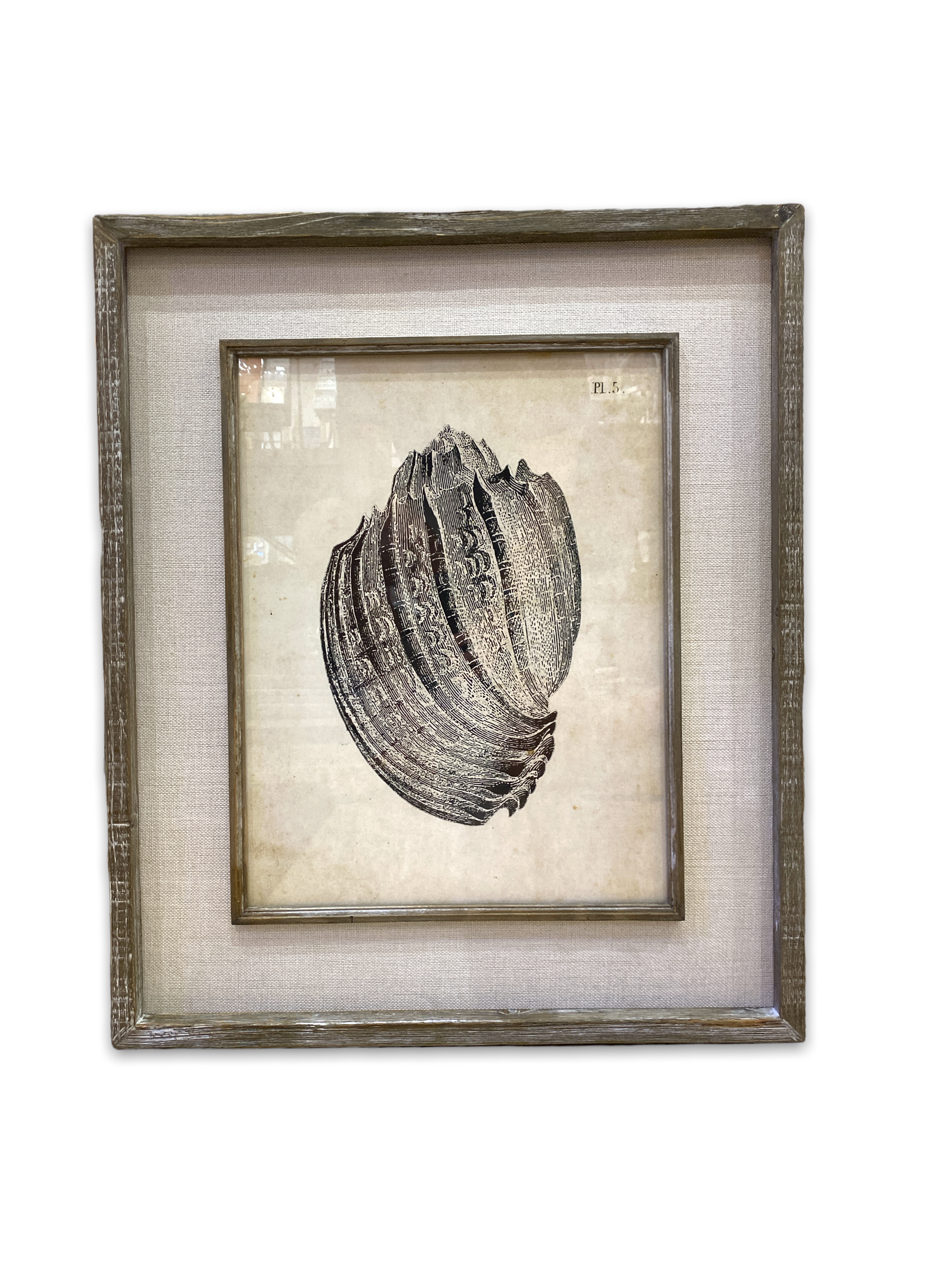 Vintage Framed Field Guide Seashell Black and White Print - 26-in - Mellow Monkey