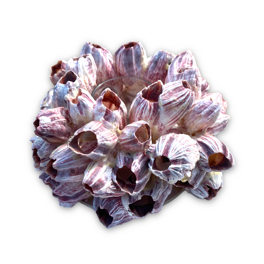 Barnacle Cluster Round Votive Candle Holder - 7-in - Mellow Monkey