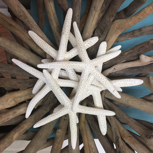 Genuine Finger Starfish 4-5-in - Mellow Monkey