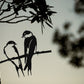 MetalBird - Pair of Swallows - Mellow Monkey