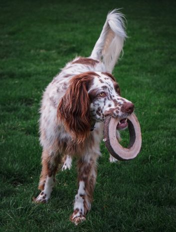 Natural Leather Ring Dog Toy - 7-in - Mellow Monkey