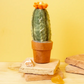 San Pedro Potted Cactus Plant - Mellow Monkey