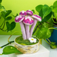 Pink Lady Woodland Mushroom - Mellow Monkey