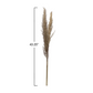 Dried Natural Pampas Grass Bunch - 43-in - Mellow Monkey