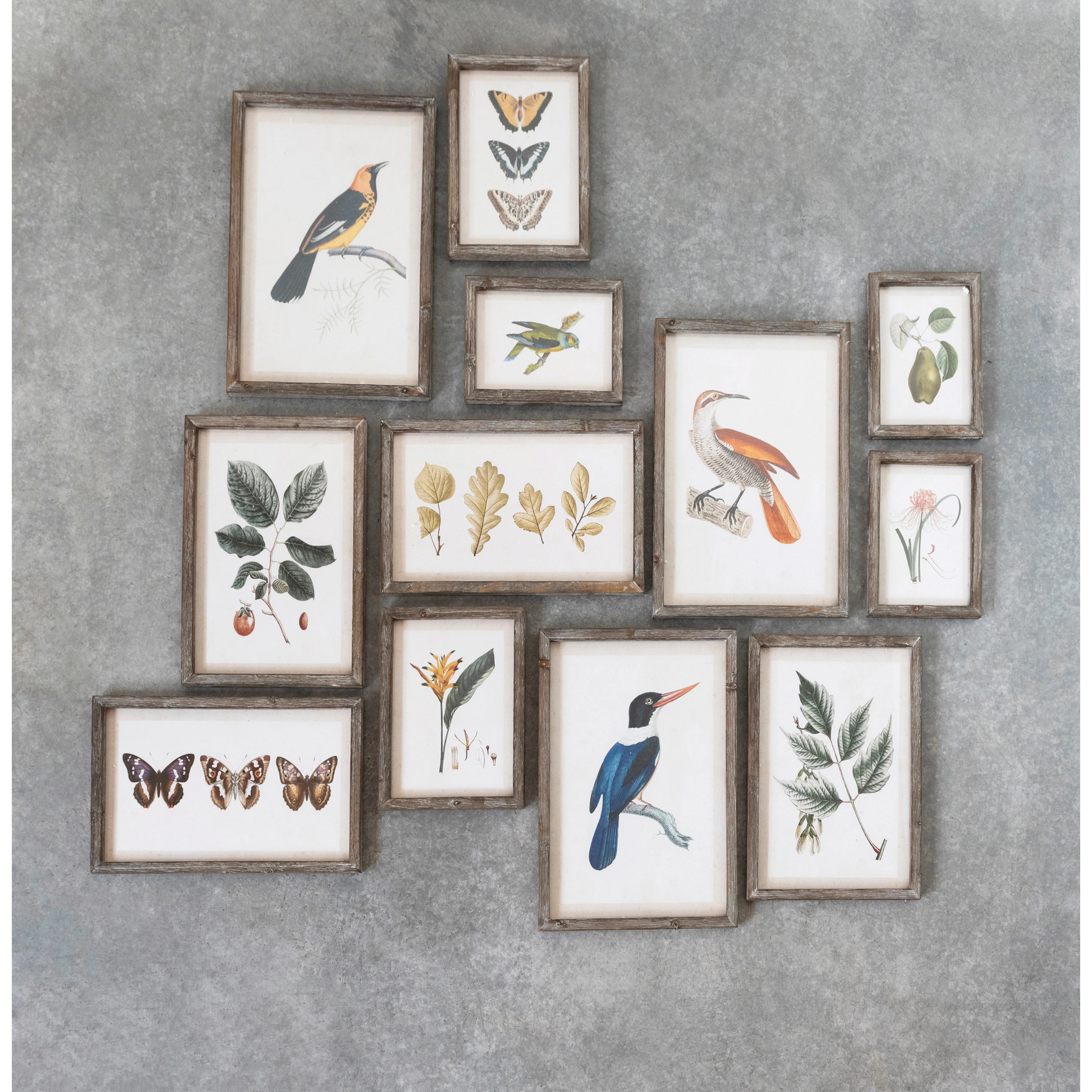 Insects, Birds, Plants, and Fruits Wood Framed Prints - 12 Styles - Mellow Monkey