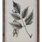Insects, Birds, Plants, and Fruits Wood Framed Prints - 12 Styles - Mellow Monkey