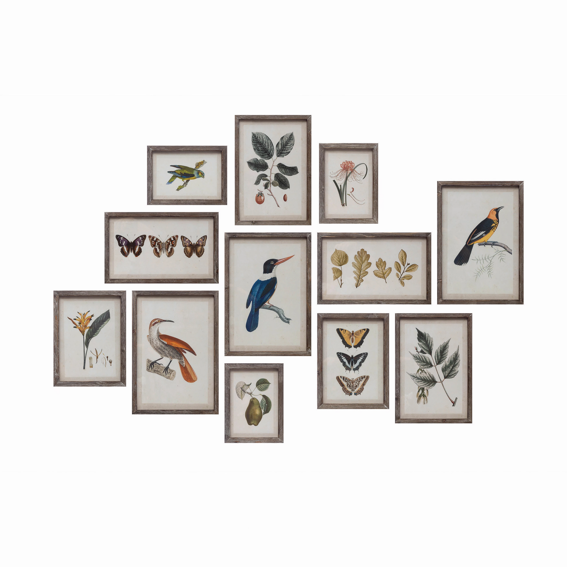 Insects, Birds, Plants, and Fruits Wood Framed Prints - 12 Styles - Mellow Monkey