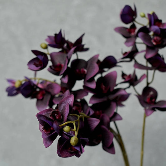 Abigail Ahern Phalenopsis Orchid Stem - Purple - Artificial Floral Stem - 47-in - Mellow Monkey