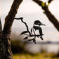 MetalBird - Belted Kingfisher - Mellow Monkey