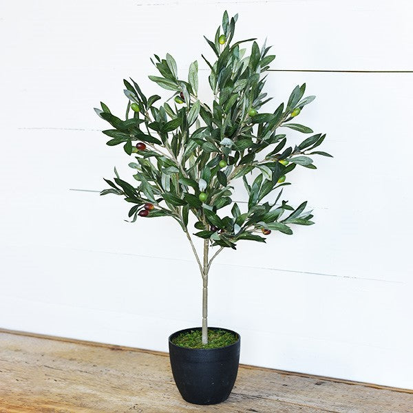Olive Tree With Black Pot - 29-in - Mellow Monkey